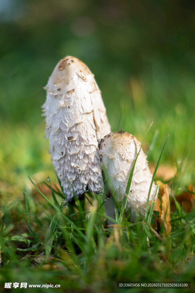 草地上的两株白色小蘑菇