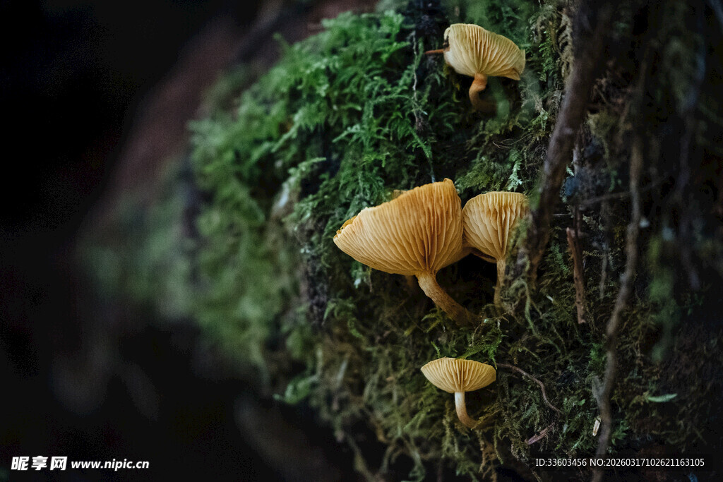 苔藓间的小巧黄色蘑菇