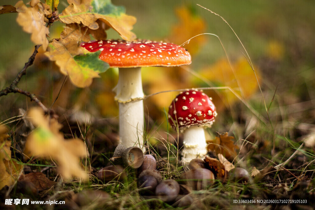 秋日森林中的艳丽蘑菇