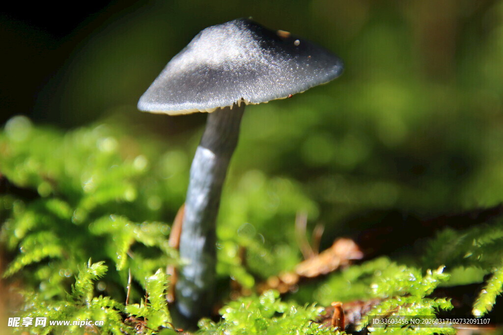 森林中的小蘑菇