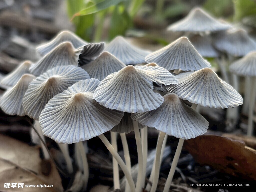 簇生灰白色小蘑菇