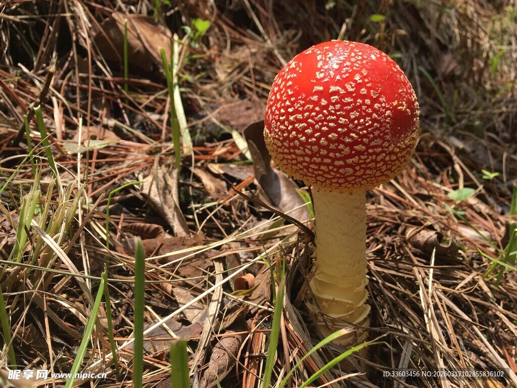 野外红色斑点蘑菇特写