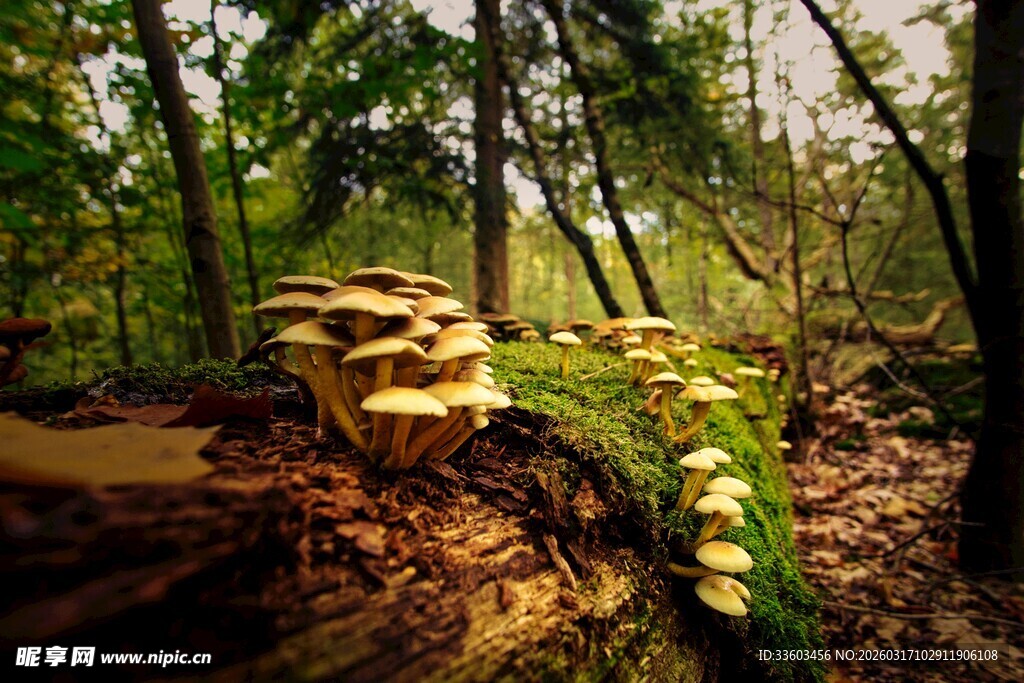 森林中的蘑菇景观