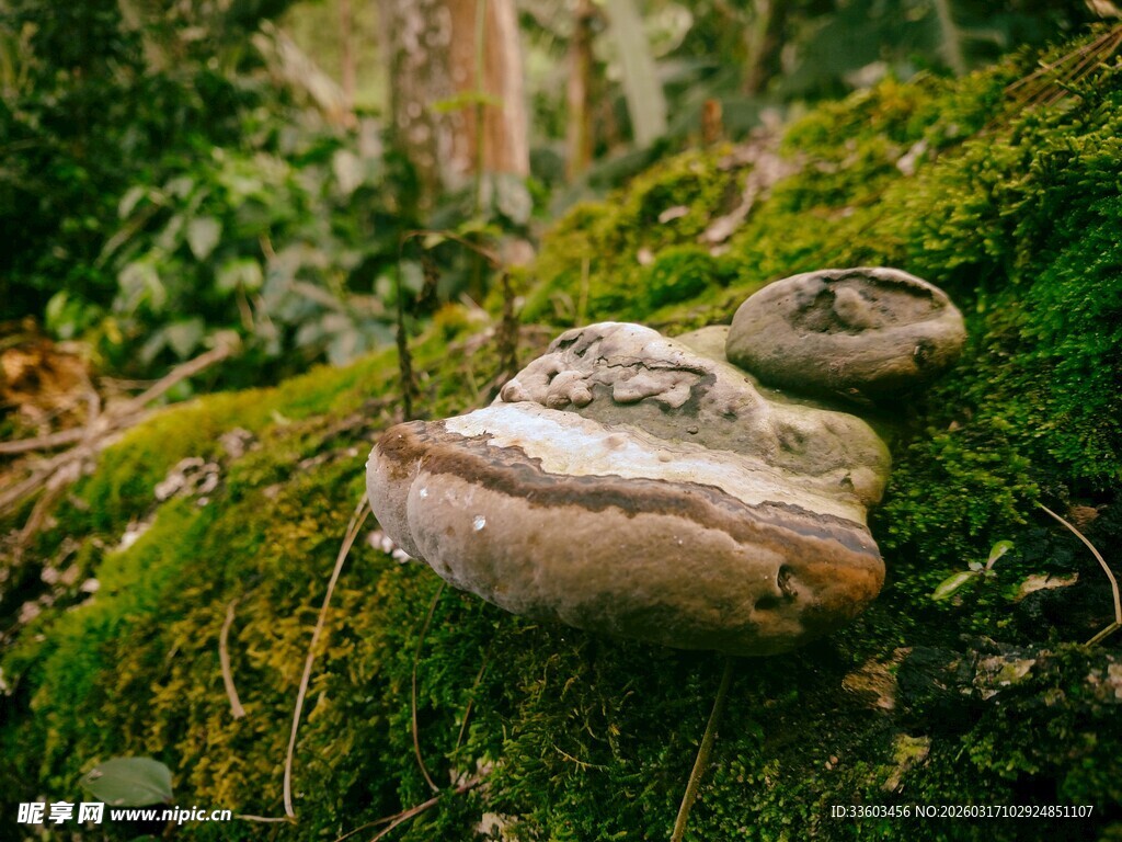 森林中生长的奇异蘑菇