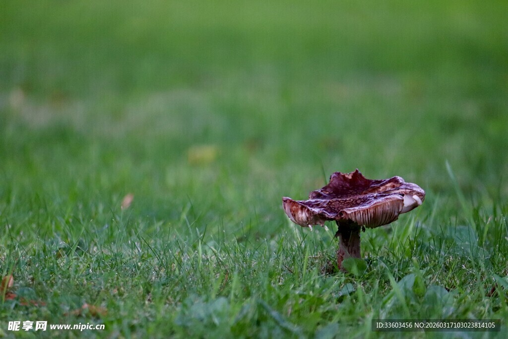 草地上的独特蘑菇