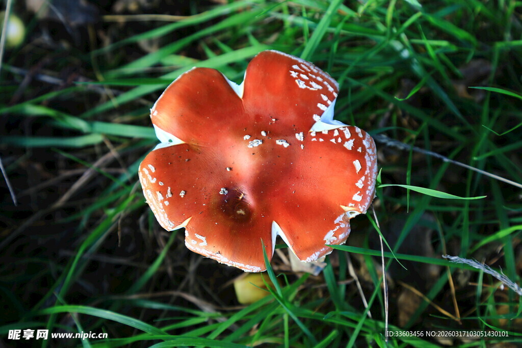 鲜艳橙红蘑菇生长于草地