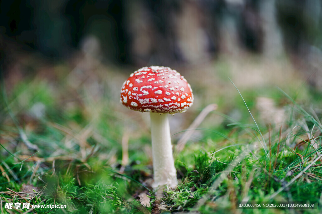森林中艳丽的红蘑菇