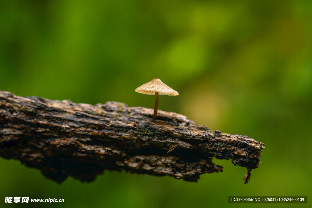 枯木上的小蘑菇