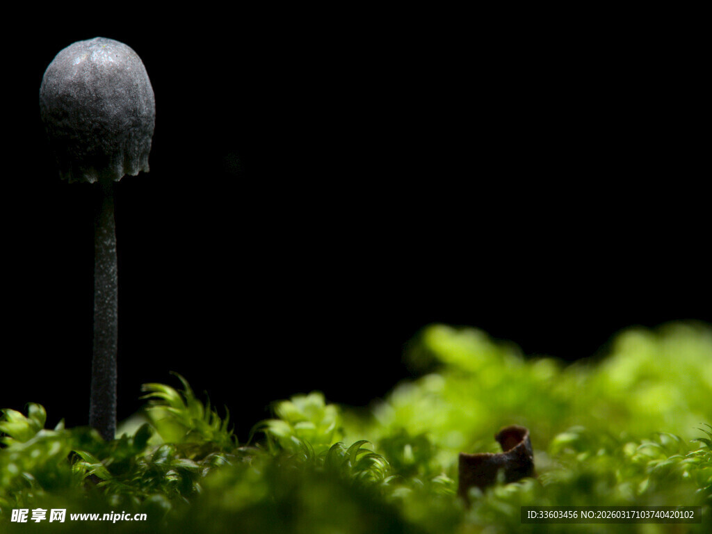 蘑菇生长在翠绿苔藓上