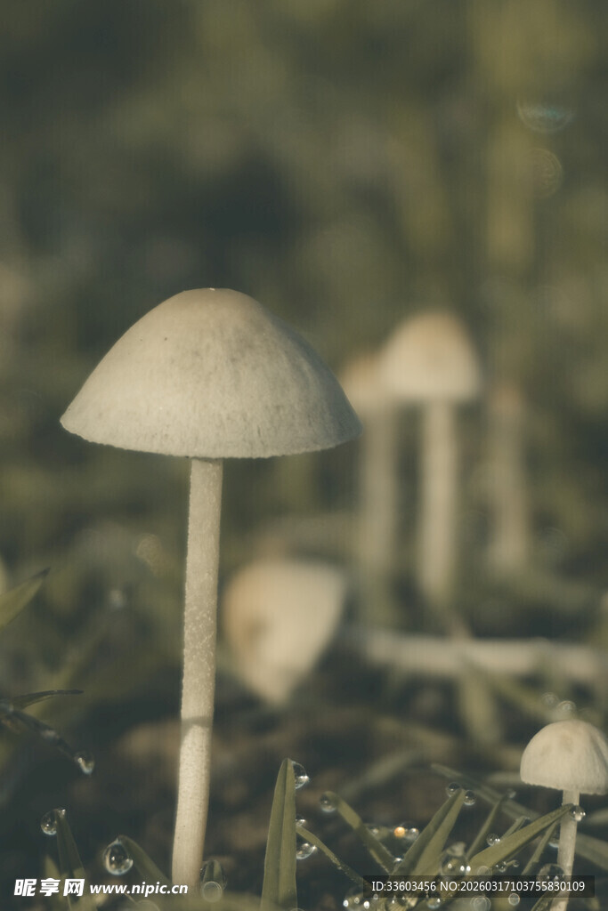 草地上的白色蘑菇