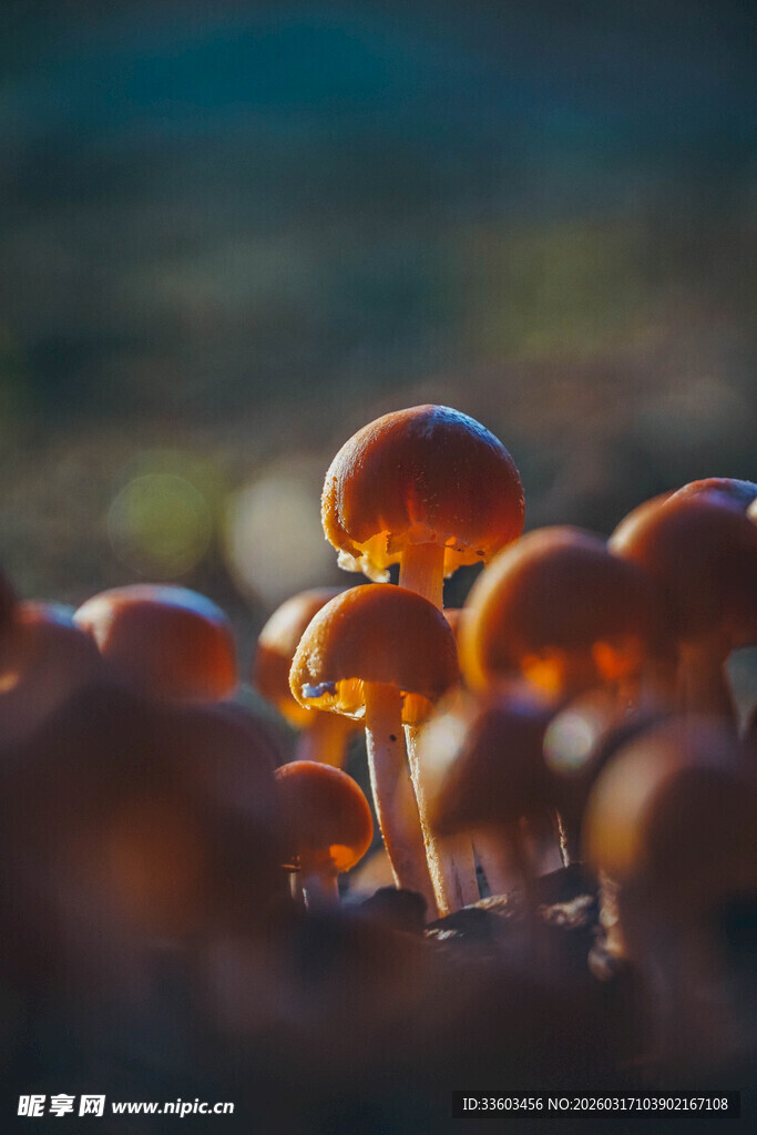 橙色蘑菇群特写