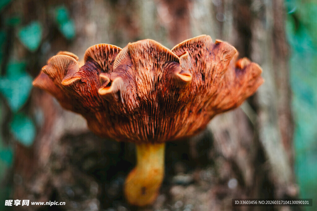 独特造型的野生蘑菇