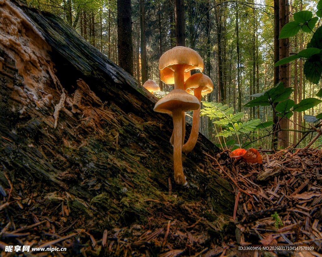 森林中的发光蘑菇奇观