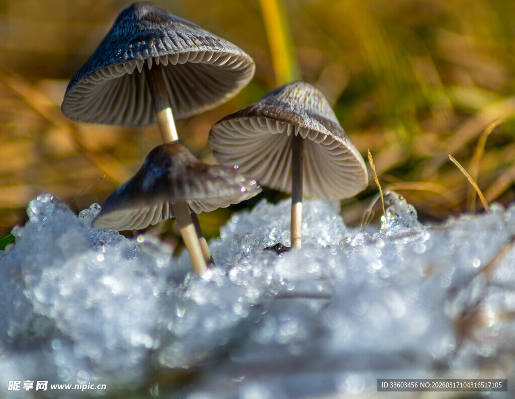 冰雪覆盖下的蘑菇