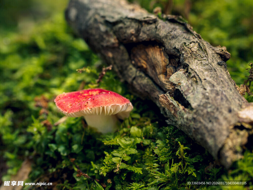 森林中艳丽的红蘑菇