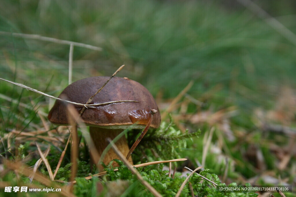 草丛中的褐色蘑菇