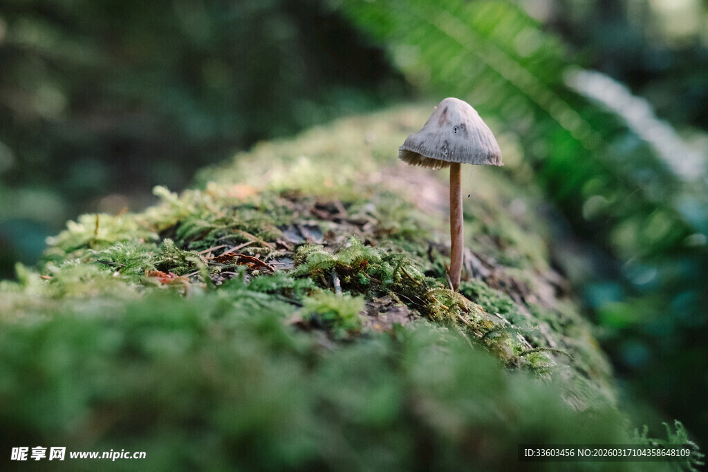 苔藓上的小蘑菇