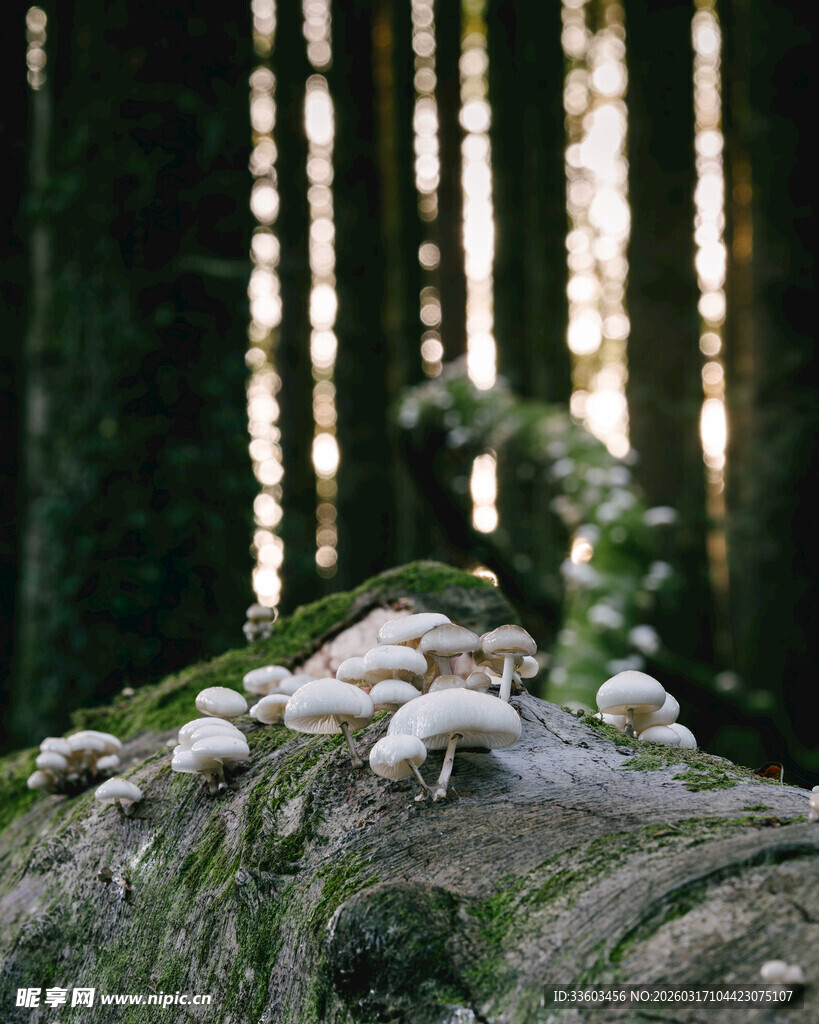 林间腐木上的白色蘑菇