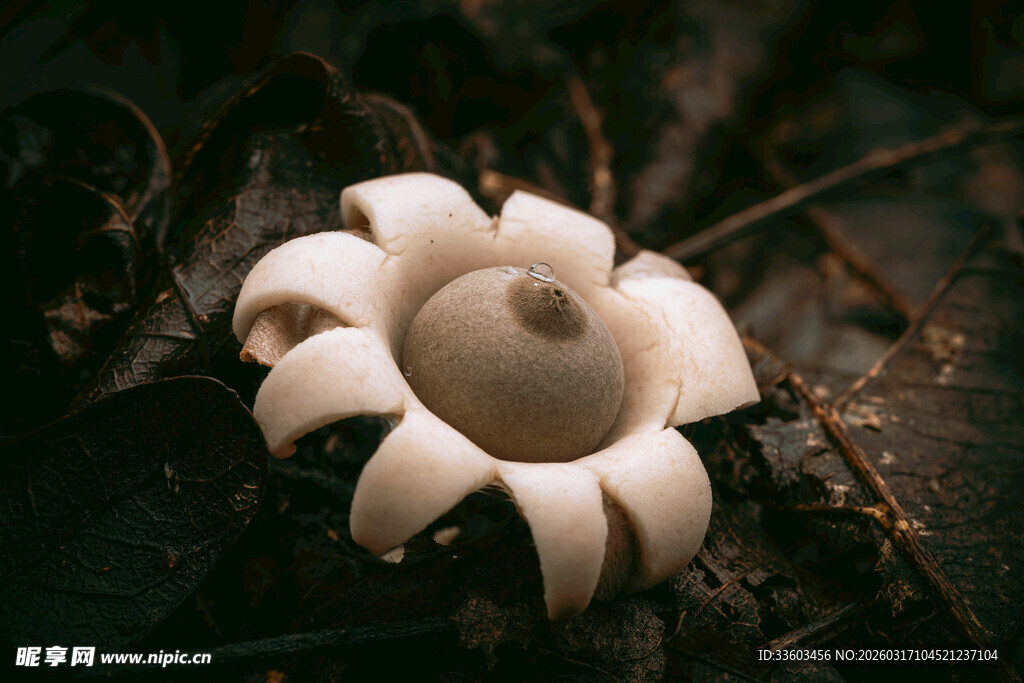 奇特白色菌类植物特写