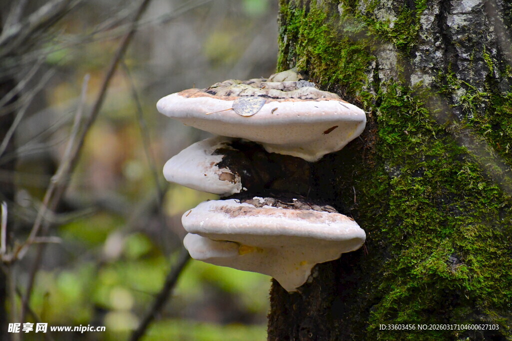 树干上生长的多层蘑菇