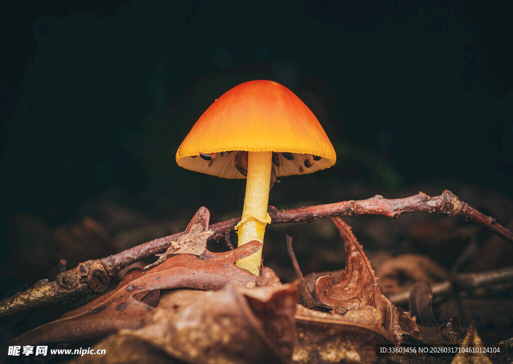 森林中的橙色小蘑菇