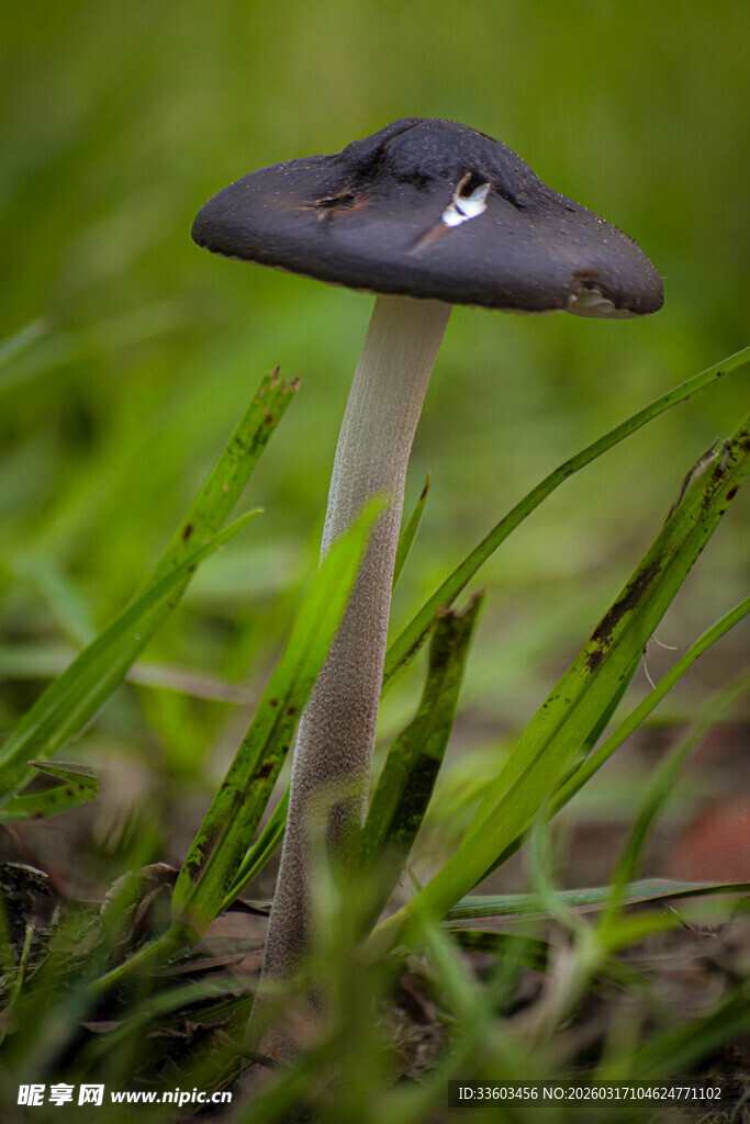草丛中的神秘小蘑菇