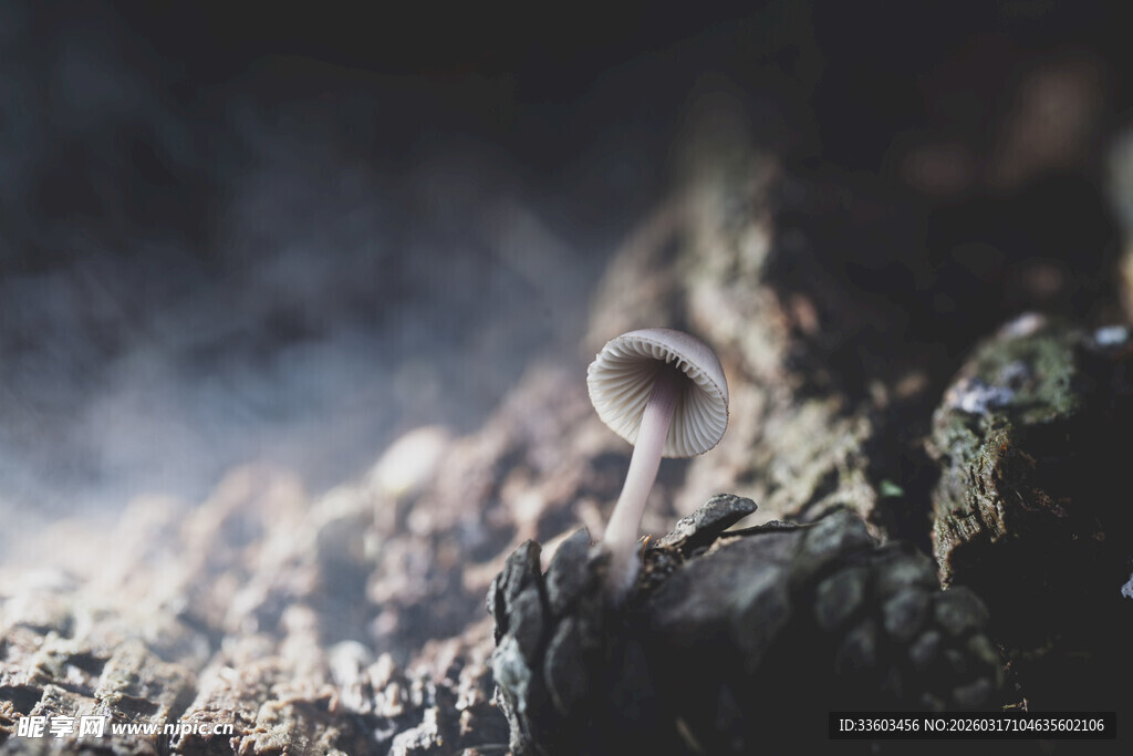 岩石上的小蘑菇