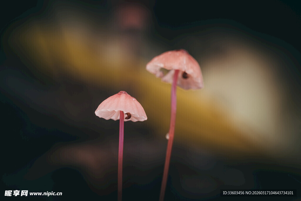 两株粉色小蘑菇特写