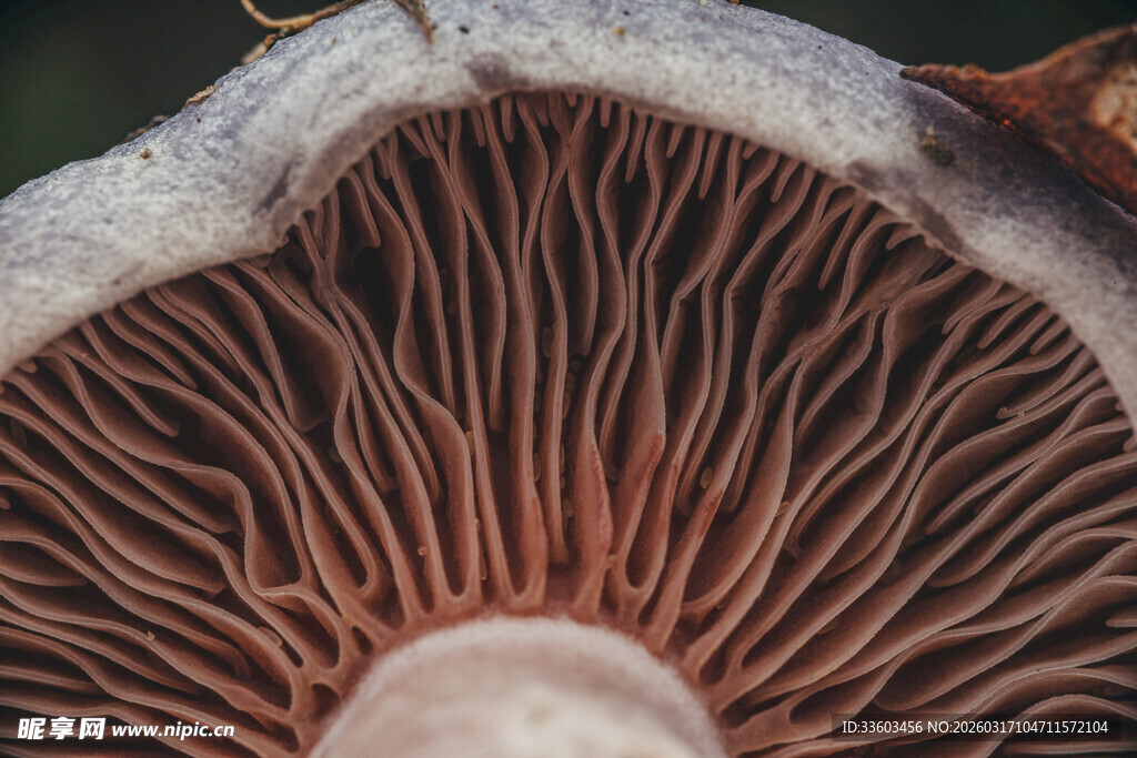 蘑菇菌褶特写
