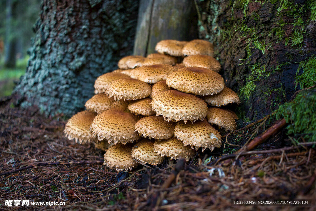森林中簇拥的棕色蘑菇