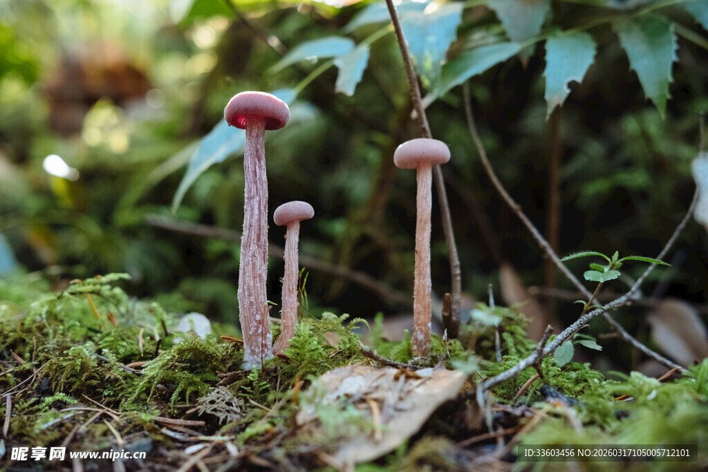 森林中生长的几株红蘑菇