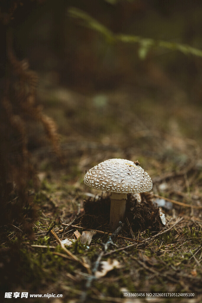 森林中生长的白色小蘑菇