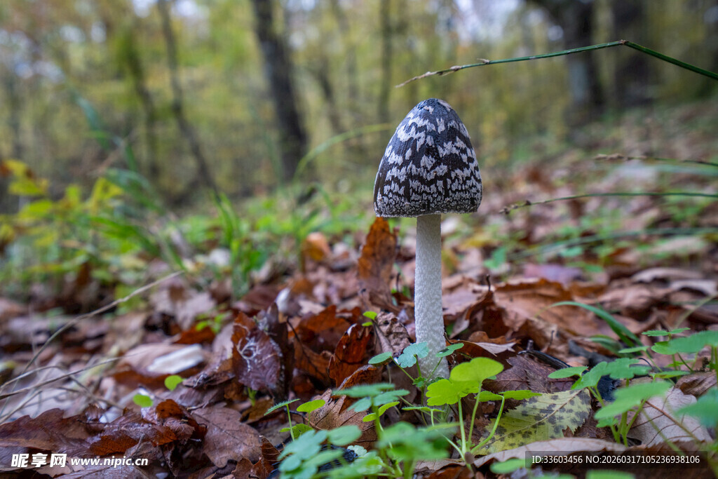森林中的独特蘑菇
