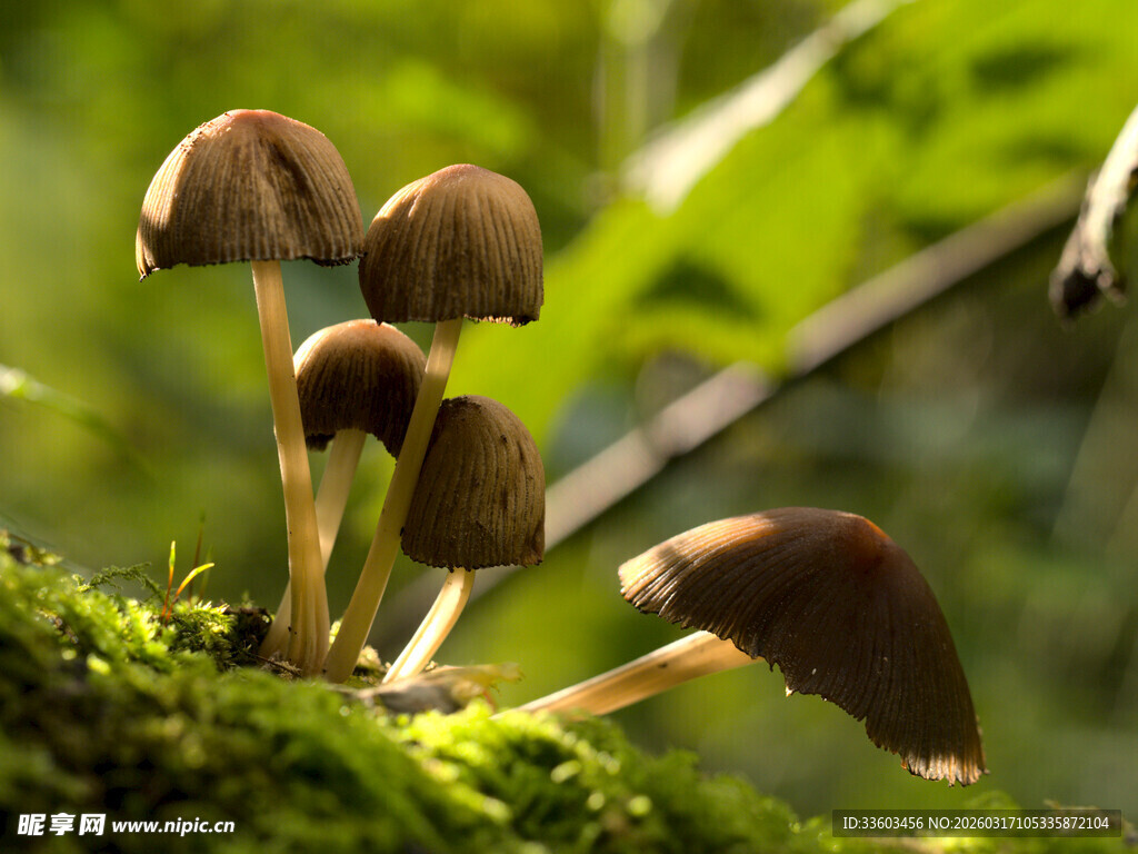 林间苔藓上的小巧蘑菇