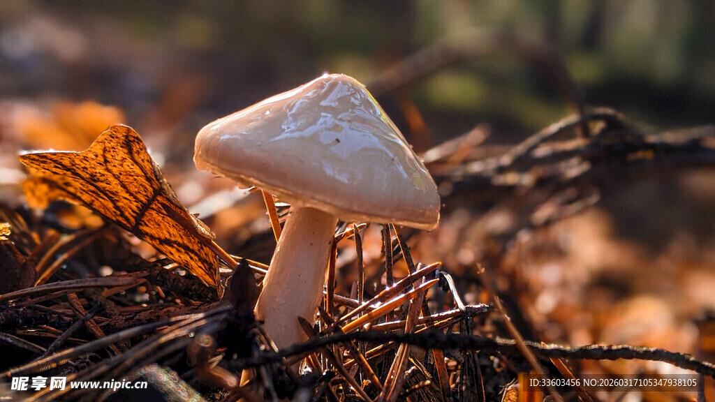 秋日林中的白色蘑菇