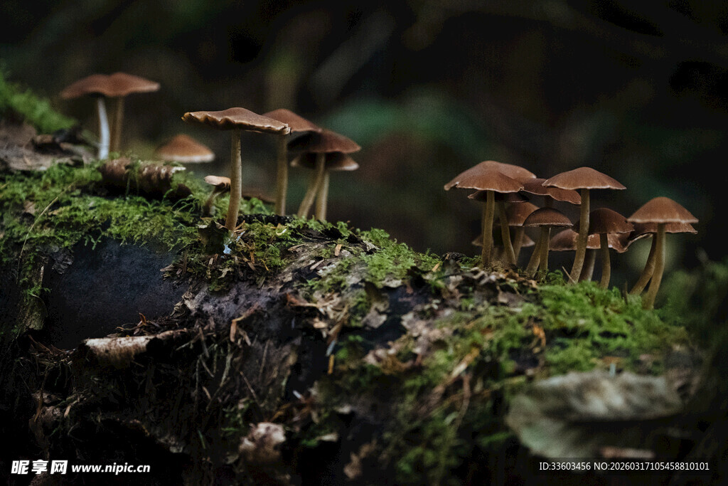 林间苔藓上的棕色小蘑菇