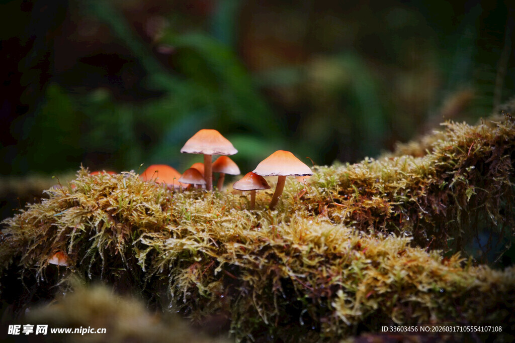 森林中生长的橙色小蘑菇