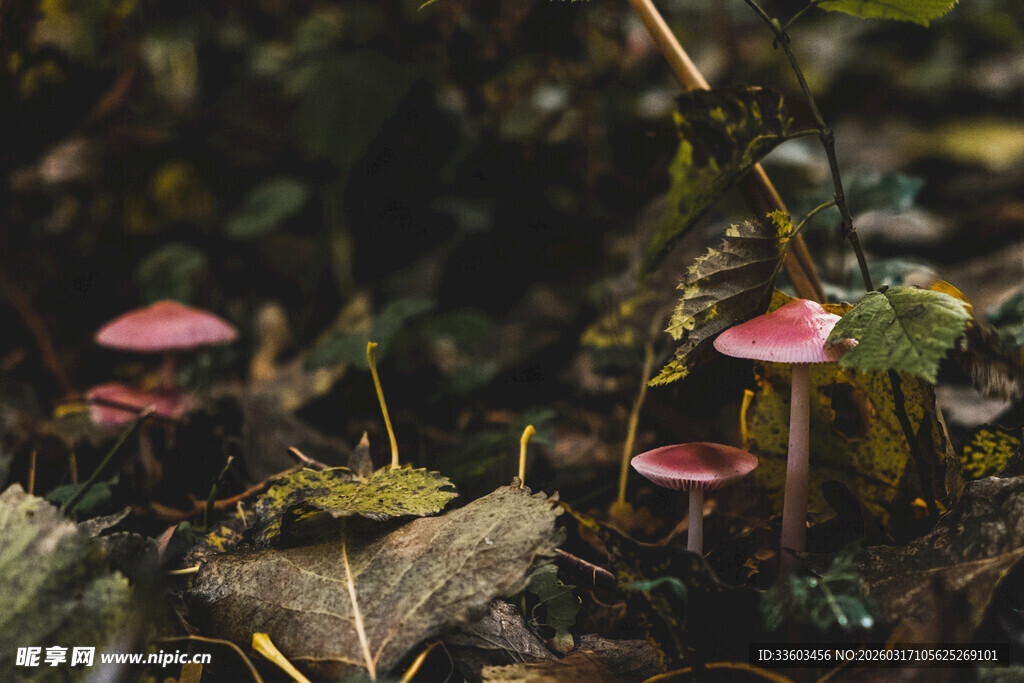 森林中的粉紫蘑菇
