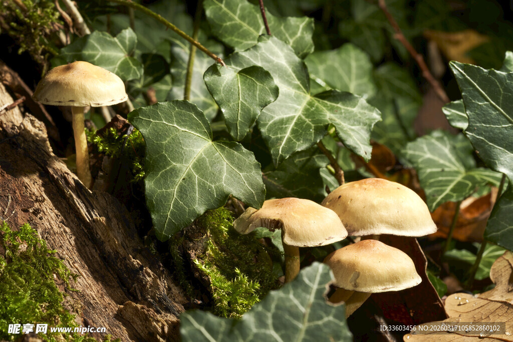 林间生长的几株蘑菇