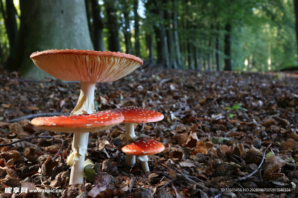 森林中的鲜艳蘑菇