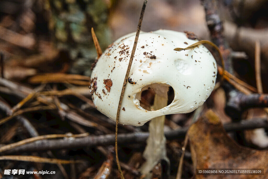 森林中带孔洞的白色蘑菇
