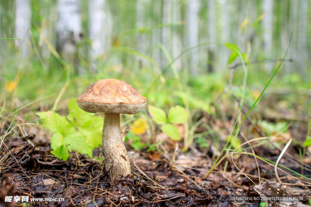 森林中生长的可爱小蘑菇