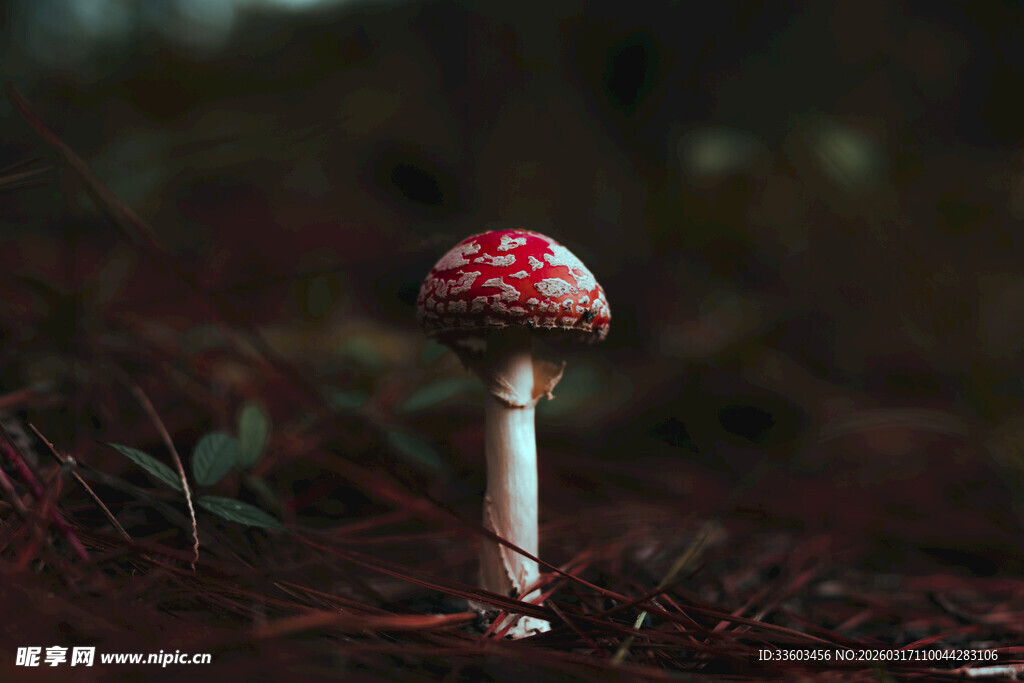 红色斑点蘑菇特写