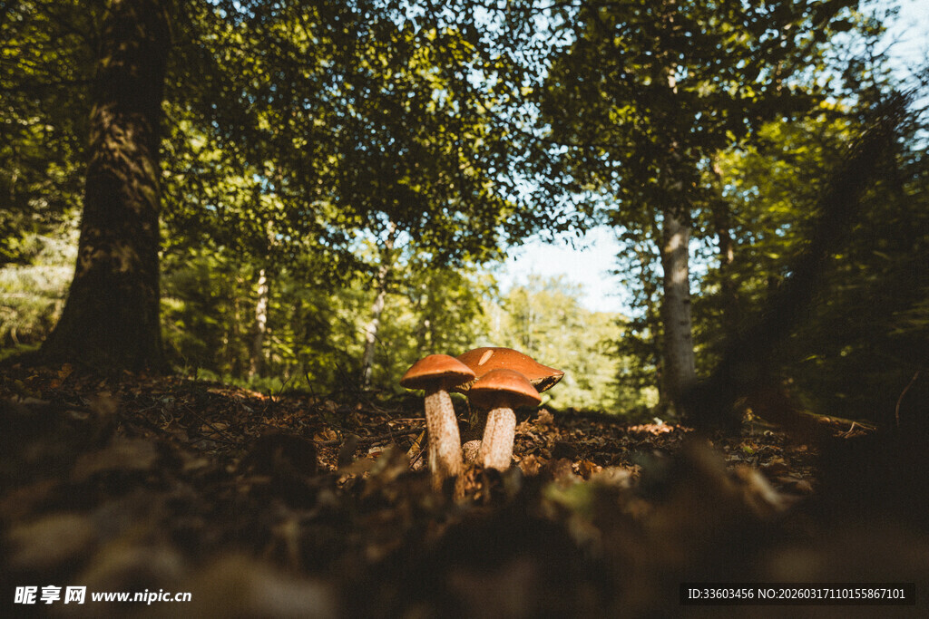 森林中蘑菇生长景象