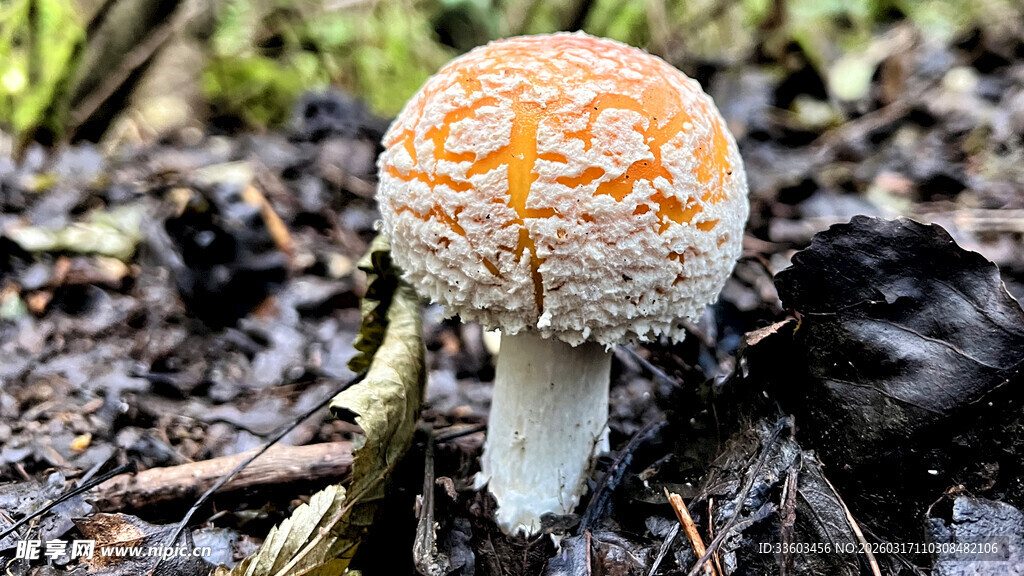 橙色斑点蘑菇特写