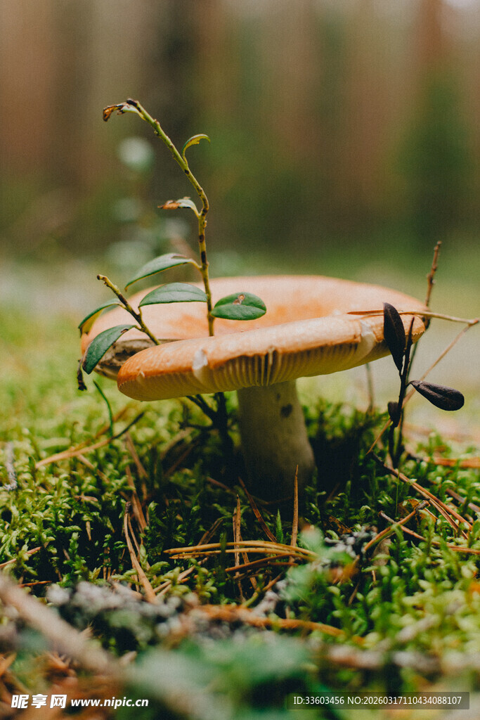 森林中生长的蘑菇