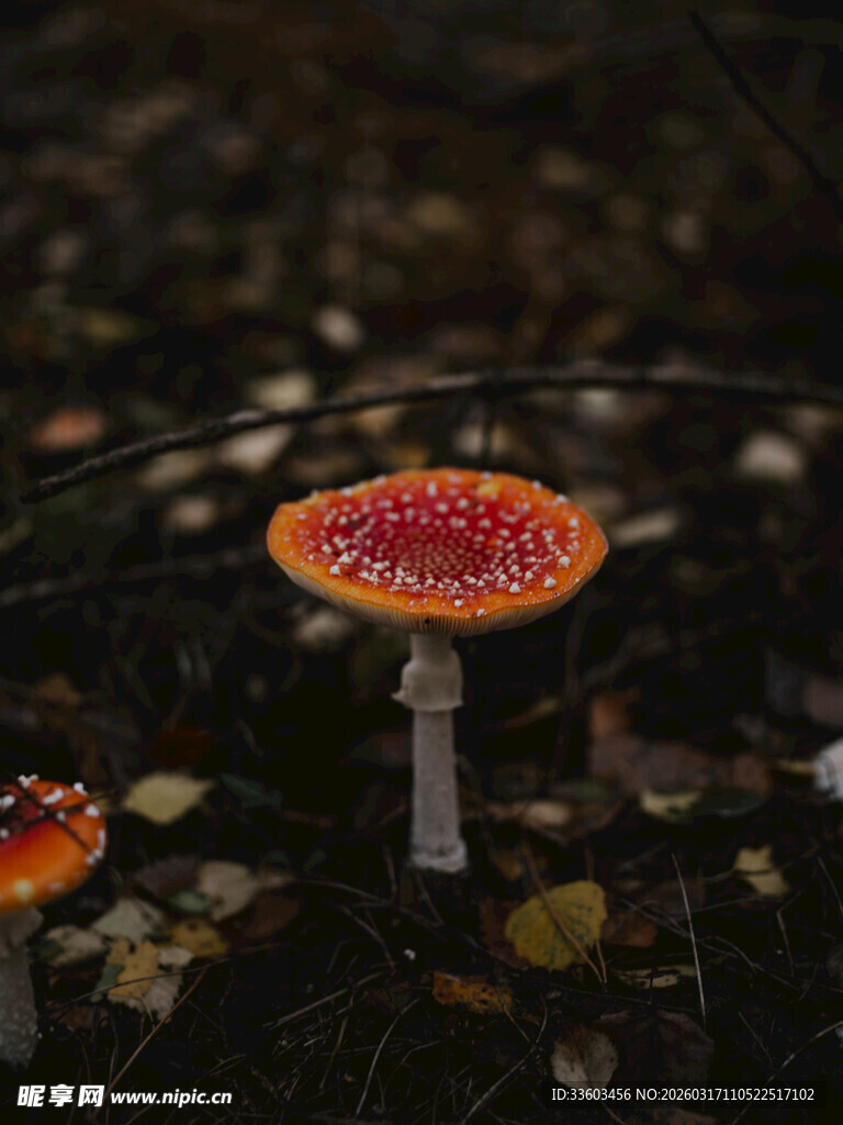 森林中的鲜艳毒蝇伞