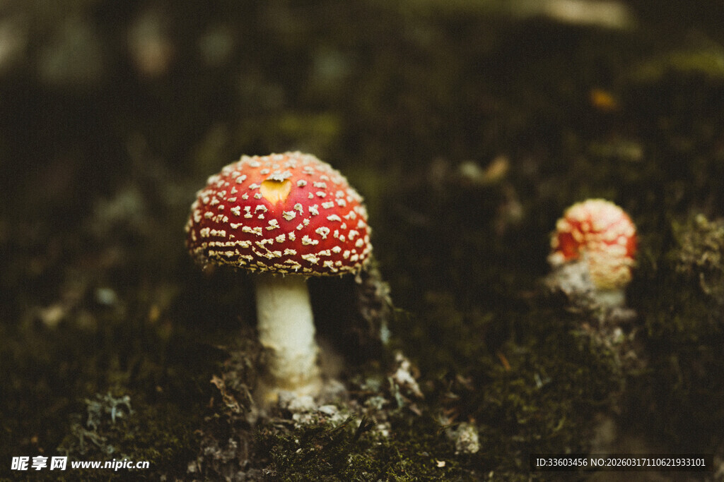 森林中的艳丽小蘑菇