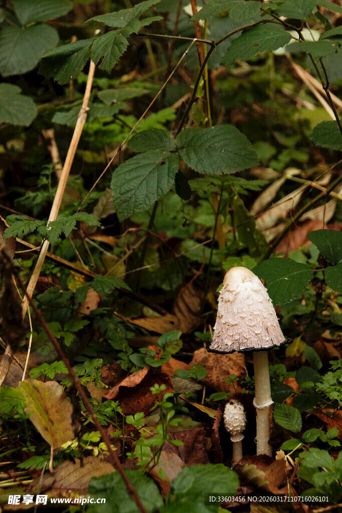 森林中的小巧蘑菇