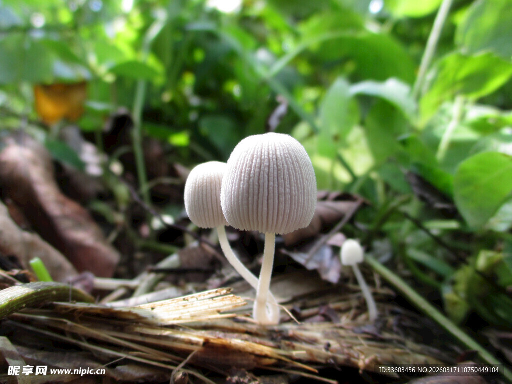 林间蘑菇生长于枯叶之上